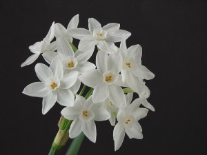 Growing Paperwhites Indoors