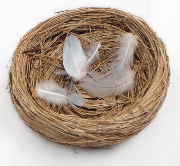 Reflections from an Empty Nest