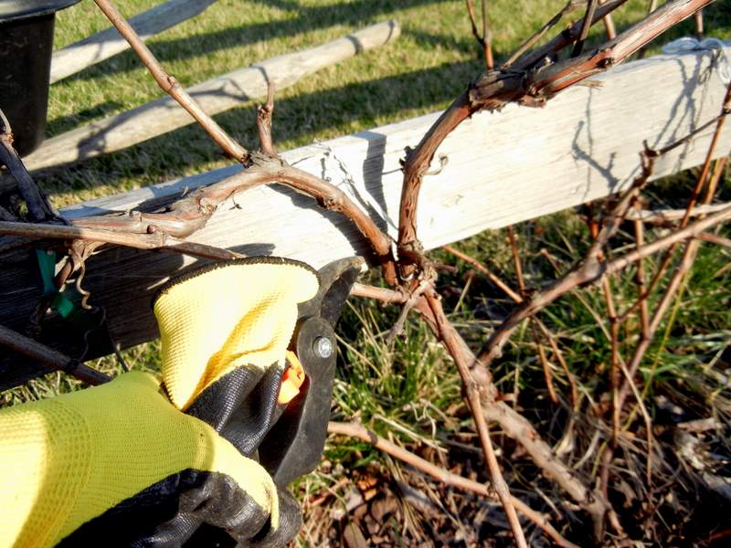 Pruning A Grapevine/ Bountiful Fruit