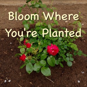 Bloom Where You’re Planted – Christian Homemaking